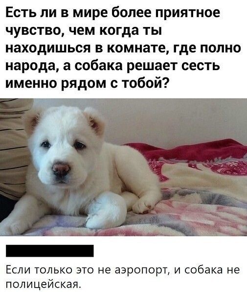Есть ли в мире более приятное чувство чем когда ты находишься в комнате где полно народа а собака решает сесть именно рядом с тобой Если только это не аэропорт и собака не полицейская