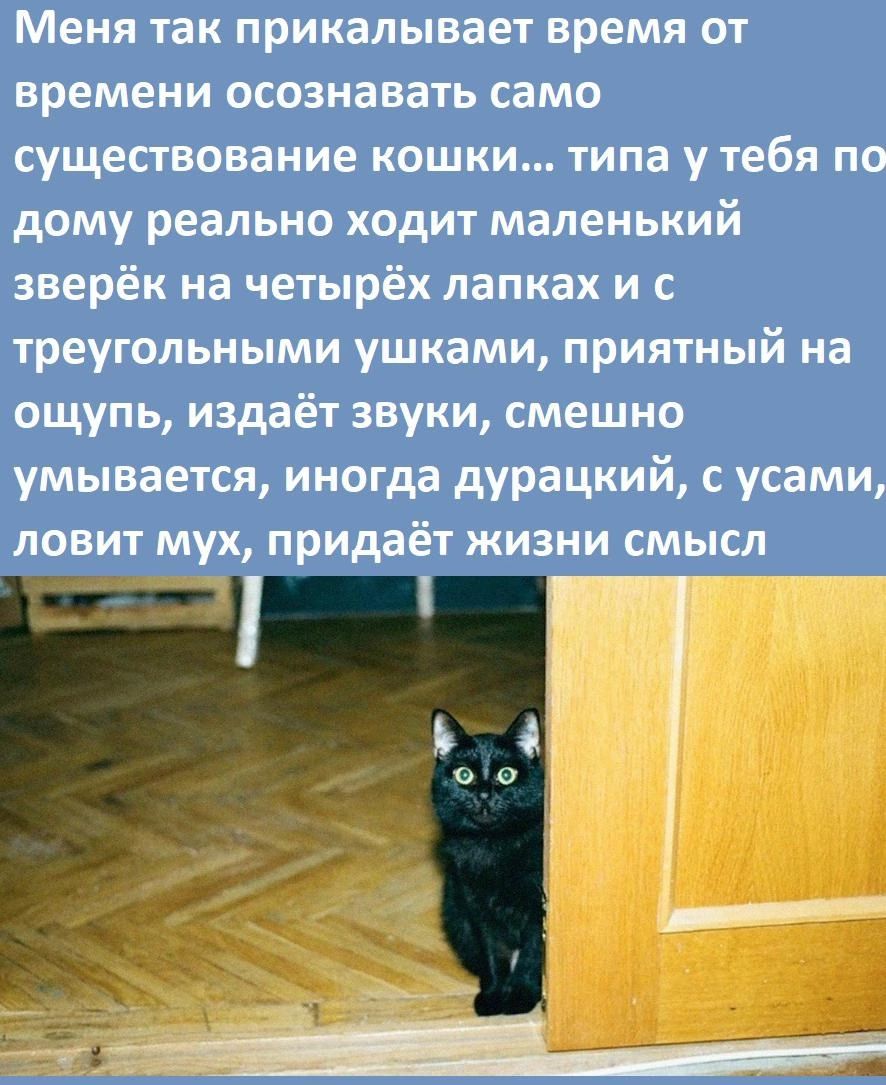 Меня так прикалывает время ОТ времени осознавать само СУЩЕПВОВБНИЕ КОШКИ типа утебя ПО дому реально ходит маленький зверёк на четырёх лапках и с треугольными ушнами приятный на ощупь издаёт звуки смешно умывается иногда дурацкий усами ЛОВИТ мух придаёт ЖИЗНИ СМЫСЛ