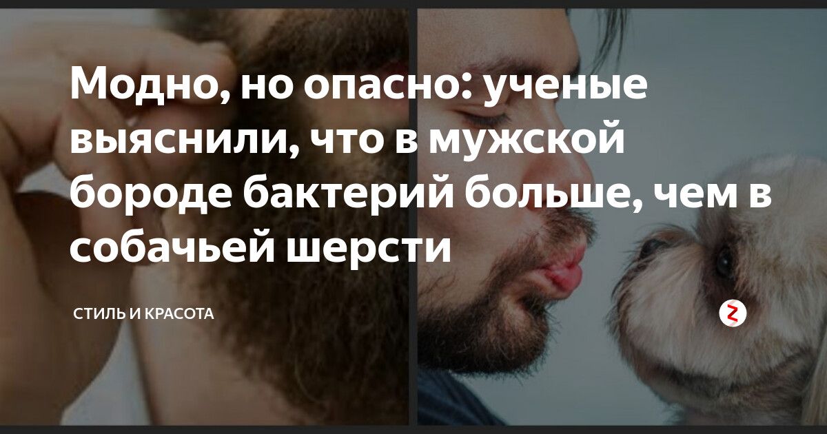Модно не опасно ученые выяснили что в мужской борода бактерий больше чем в собачьей шерсти митш О