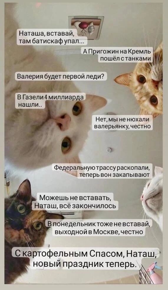 Наташавставай ЁЁ там батискаф упал А Пригожин на Кремль пишёпстанками 3 _ Нетмы ненюхапи ваперёянкужестно 3 Федеральнуютрассу раскопали д теперь нон закапывают Можешь не вставать Наташ всё закончилось В понедельниктоже не вставай выходной в Москве честно С картофельным Спасом Наташ НОВЫЙ праздниктеперьа 6 _