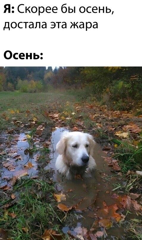 Я Скорее бы осень достала эта жара Осень