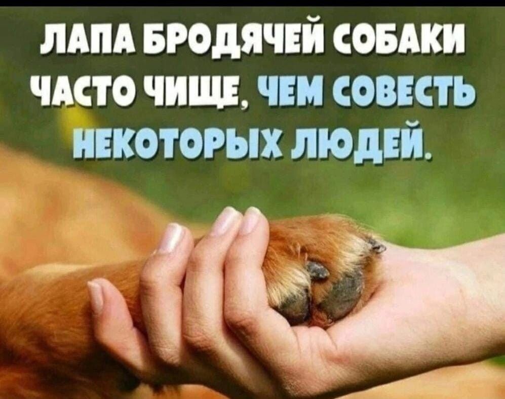 лдпд БРОдЯЧЕЙ сопки что чини чеи овить инкотогых люднй кг