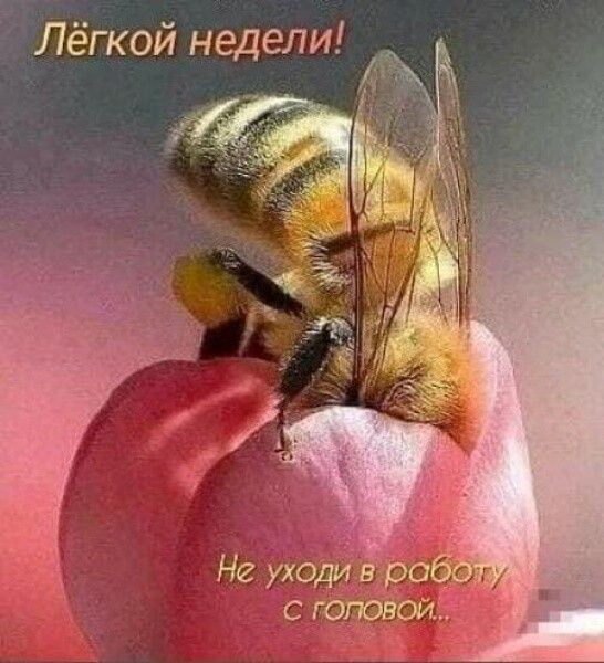 Лёгкой недели и Не уходи вчо с газети