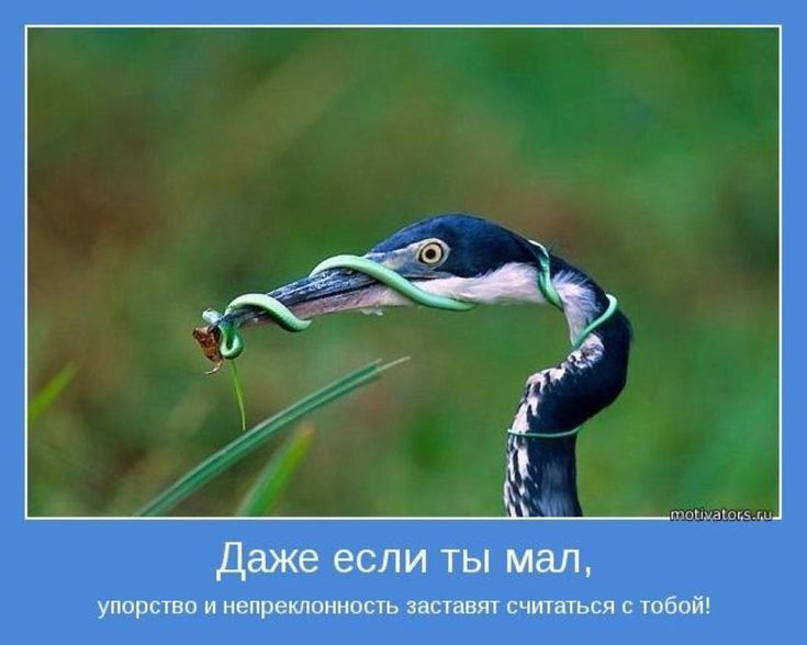 Даже если ты мал Упорсшо и ыіреитмюст нации стихия твою
