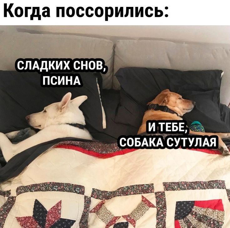 Когда ПОССОРИПИСЬ сЛАдких сновк ПСИНА И_ТЕБЕ ___СОБАКАСУТУЛАЯ