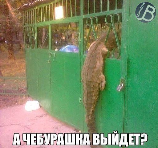 Ш ЧЕБУРАШКА ВЫЙДЕТ