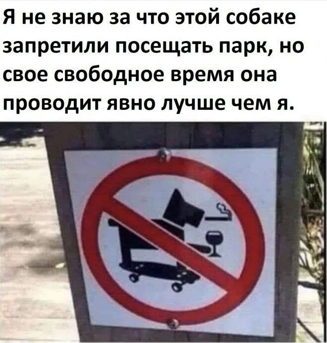 Я не знаю за что этой собаке запретили посещать парк но свое свободное время она проводит явно лучше чем я