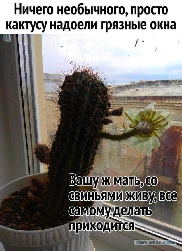 Ничего необычного просто катсу надоели грязные окна