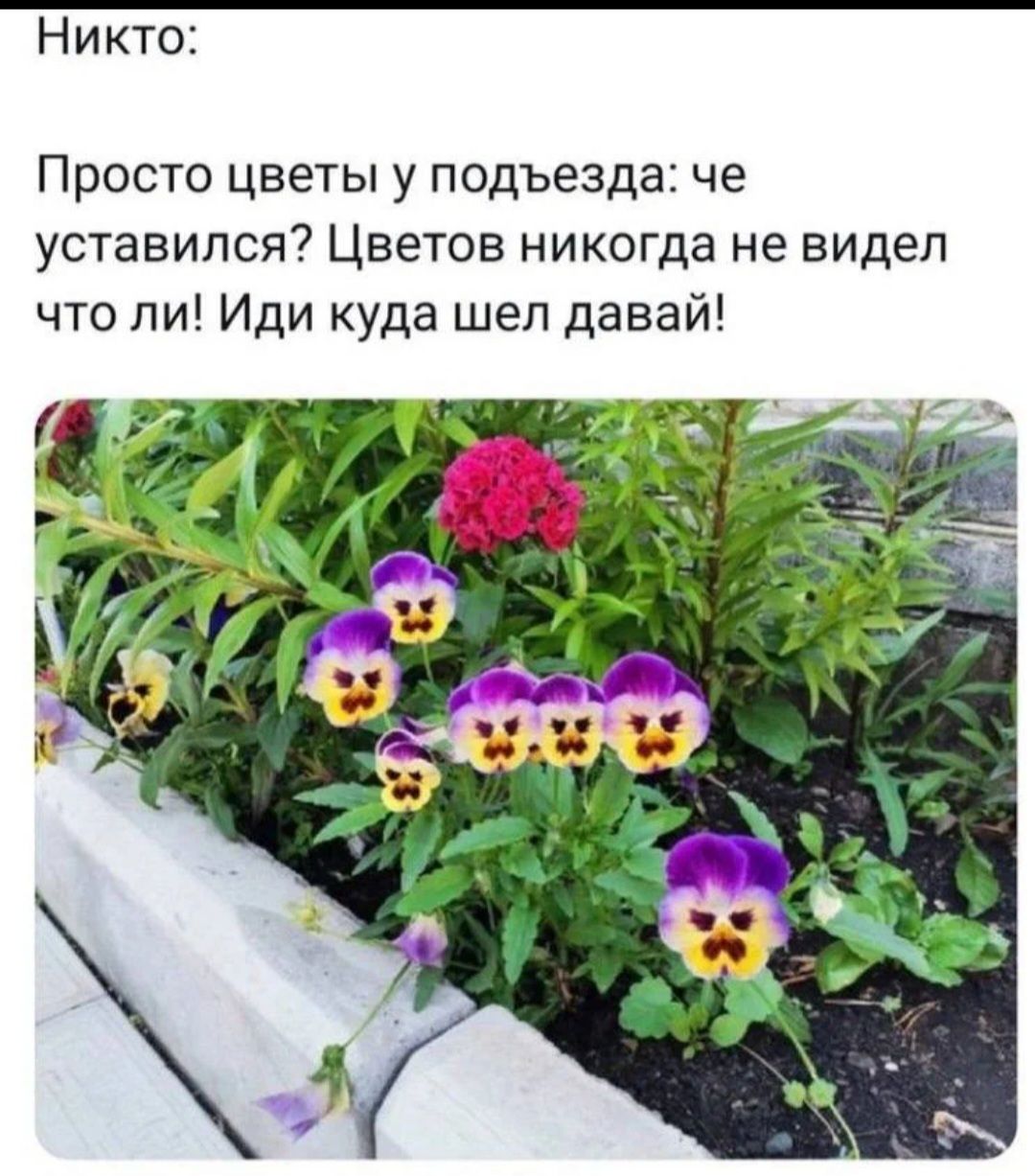 Никто Просто цветы у подъезда че уставился Цветов никогда не видел что ли Иди куда шел давай