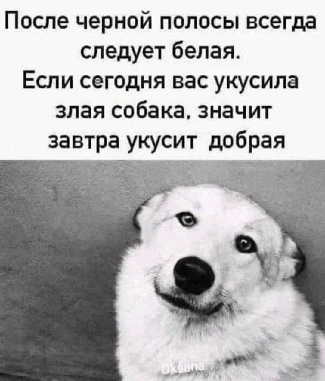 После черной полосы всегда следует белая Если сегодня вас укусила злая собака значит завтра укусит добрая