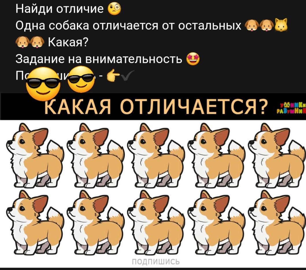 Найди отличие Одна собака отличается от остальных Какая Задание на ВНИМЗТЭПЬНОСТЬ 3 Пг