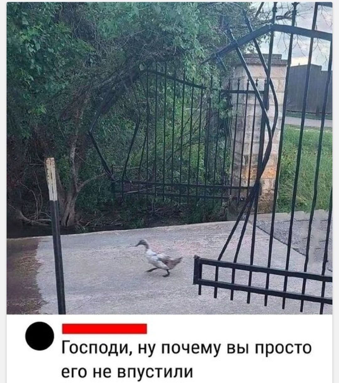Господи ну почему вы просто его не впустили