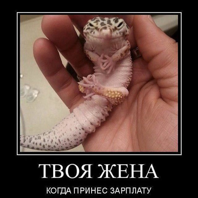 ТВОЯ ЖЕНА КОГДА П РИНЕС ЗАРПЛАТУ