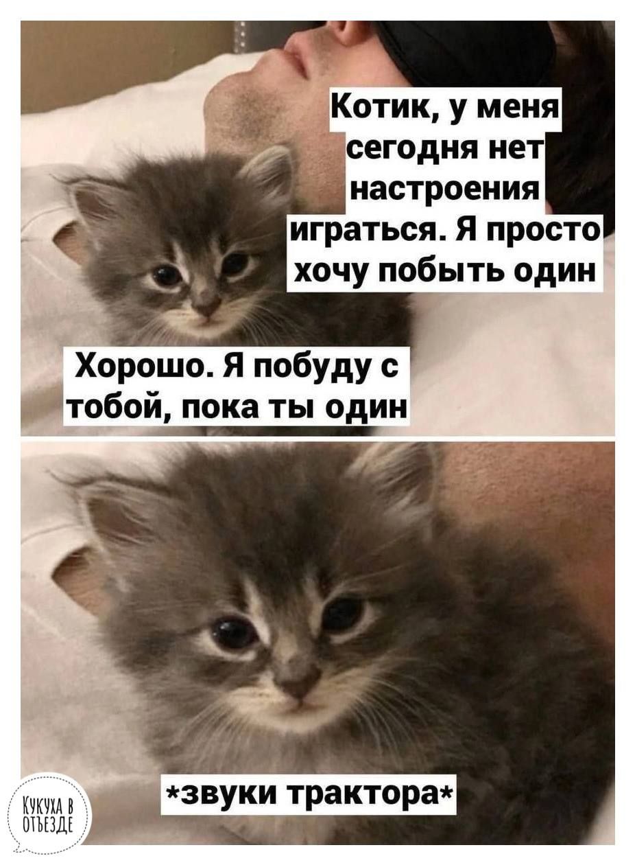 Котик у меня сегодня не настроения играться Я просто хочу побыть адин Хорошо Я побуду тобой пока ты один 1 язвуки тракторая и