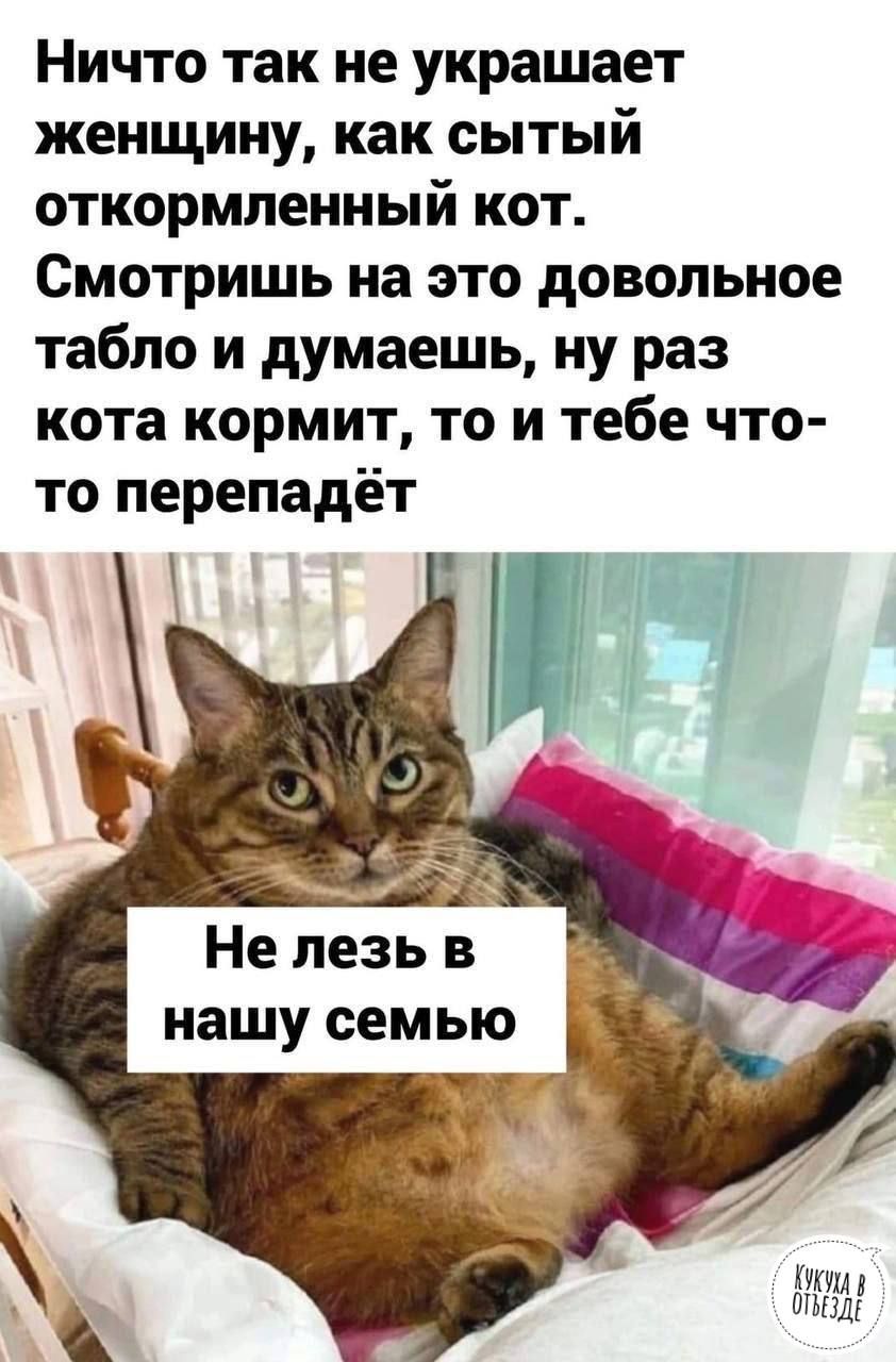 Ничто так не украшает женщину как сытый откормпенный кот Смотришь на это довольное табло и думаешь ну раз кота кормит то и тебе что то перепадёт Не лезь в нашу семью