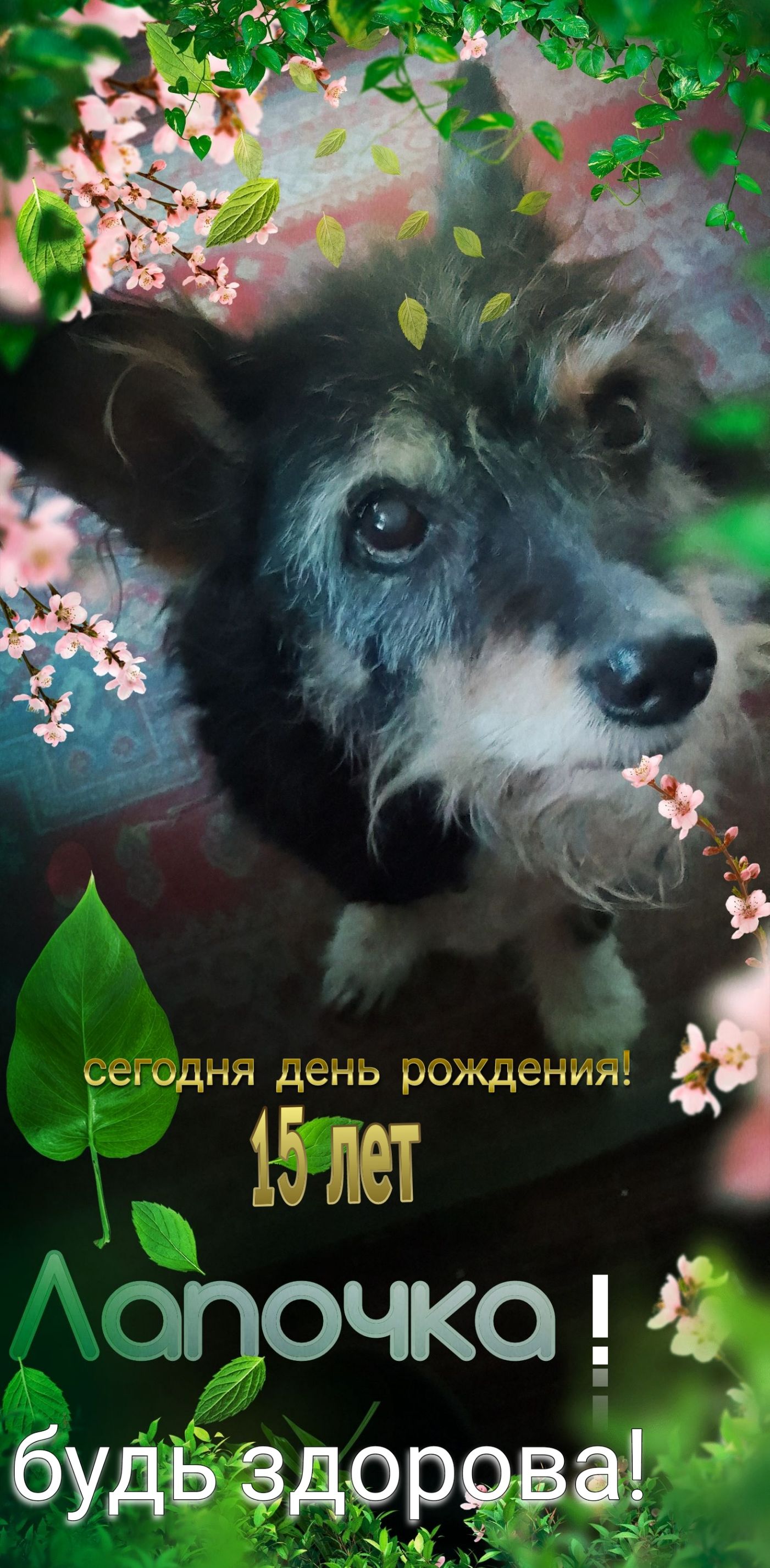 сегодня день РЖдеНИЯ 15лет очкош Ю У1іъііё_даЁ91Ё