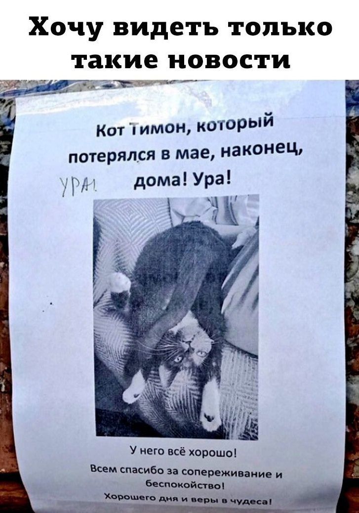 хчу Видеть только такие новости _т Кот имон которыи потерялся в мае наконец п дома Ура ак ё хорошоп вым шкива и сопеижицнив и машины и _ П