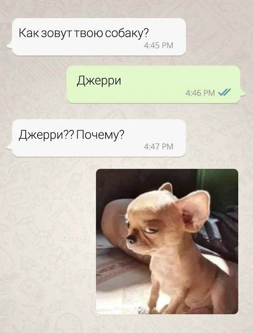 Как зовут твою собаку7 джерри Джерри Почему
