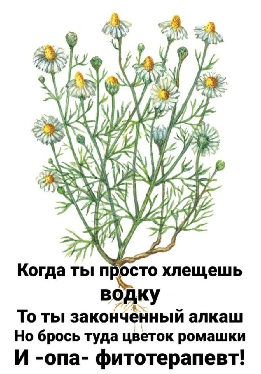 водку і ТО ТЫ законченныи алкаш Но брось туда цйеток ромашки И опа фитотерапевт