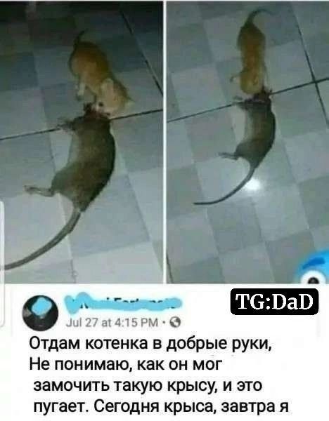 Отдам котенка в добрые руки Не понимаю как он мог замочить такую крысу и это пугает Сегодня крыса завтра я