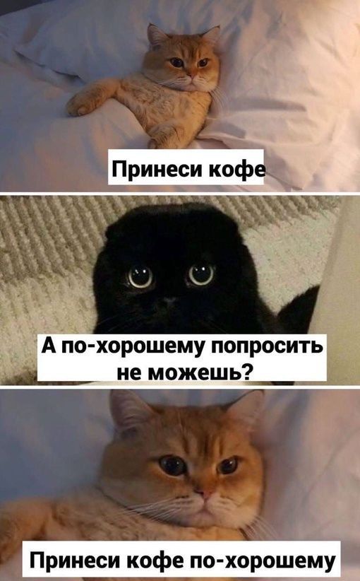 А похорошему попросить не можешь Принеси кофе по хорошему