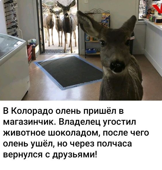 В Колорадо олень пришёл в магазинчик Владелец угостил животное шоколадом после чего олень ушёл но через полчаса вернулся с друзьями