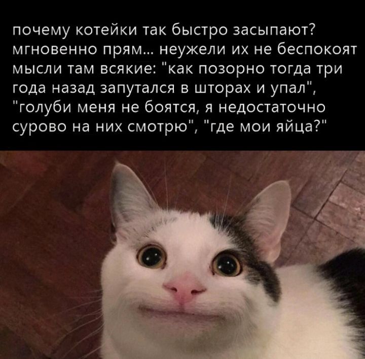 почему котейки так быстро засыпают мгновенно прям неужели их не беспокоят мысли там всяки как позорно тогда три года назад запутался в шторах и упал голуби меня не боятся я недостаточно сурово на них смотрю де мои яйца