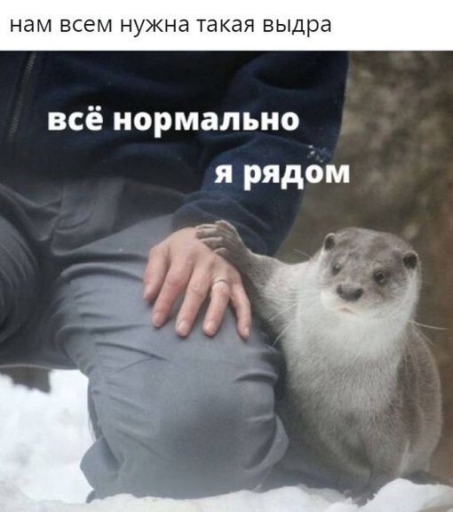 НЭМ ВСЁМ нужна такая выдра всё нормально я рядом _ зщ