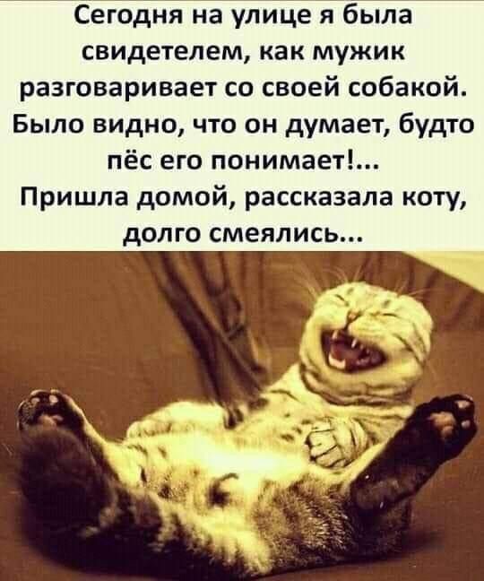 Сегодня на улице я была свидетелем как мужик разговаривает со своей собакой Было видно что он думает будто ПЁС его ПОНИМЗЕТ Пришла домой рассказала коту дОЛГО СМЕЯЛИСЬ