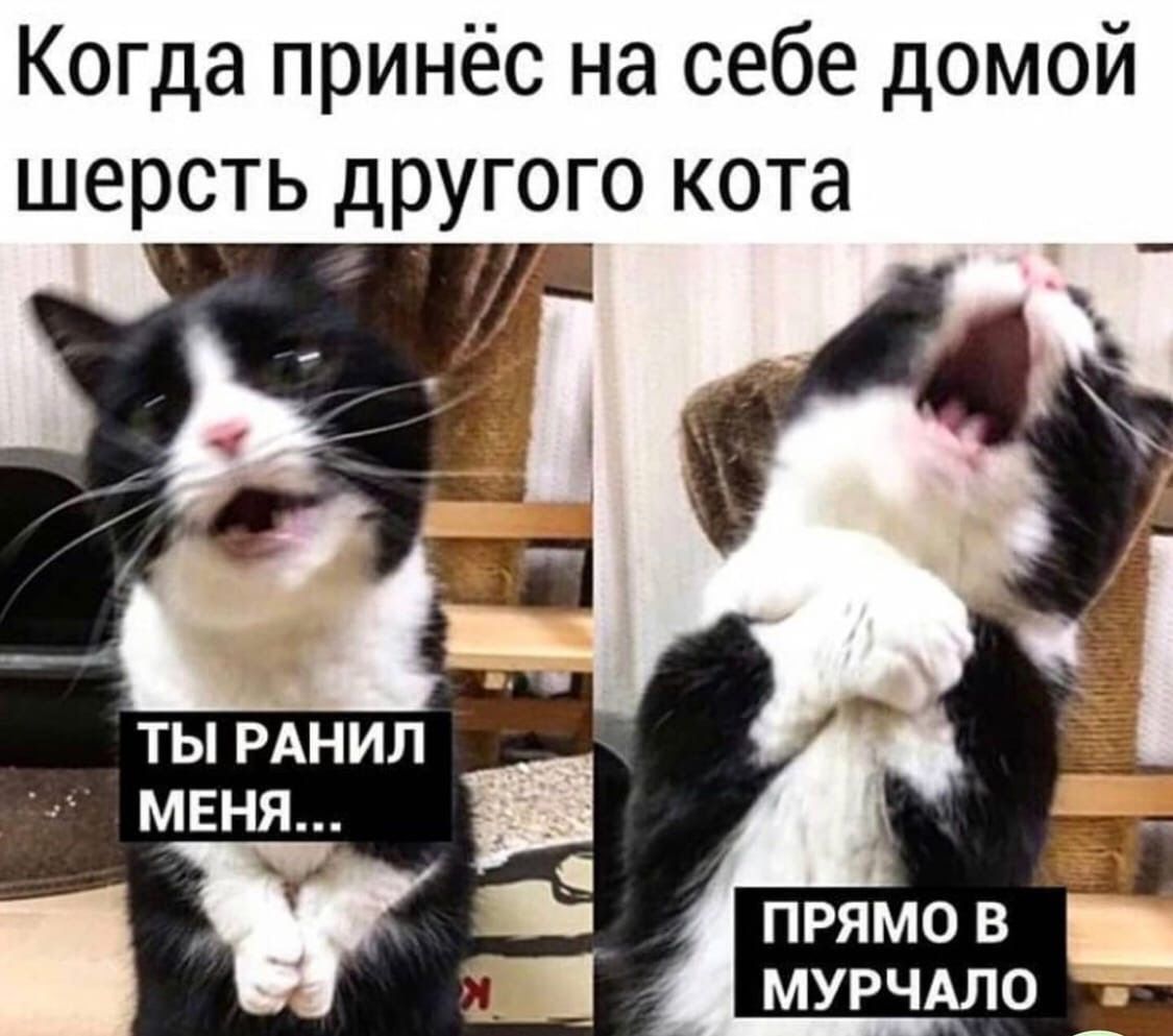 Когда принёс на себе домой шерсть другого кота