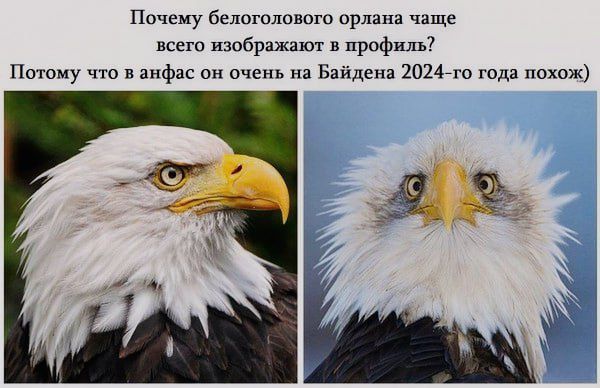 Ппчсиу бслпголввою прлппа чаще все изображают в профиль Потому в анфас очень на Байсна 1024 гида ппхож