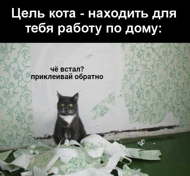 Цепь кота находить для тебя работу по дому чё встал приклеиваи обратно