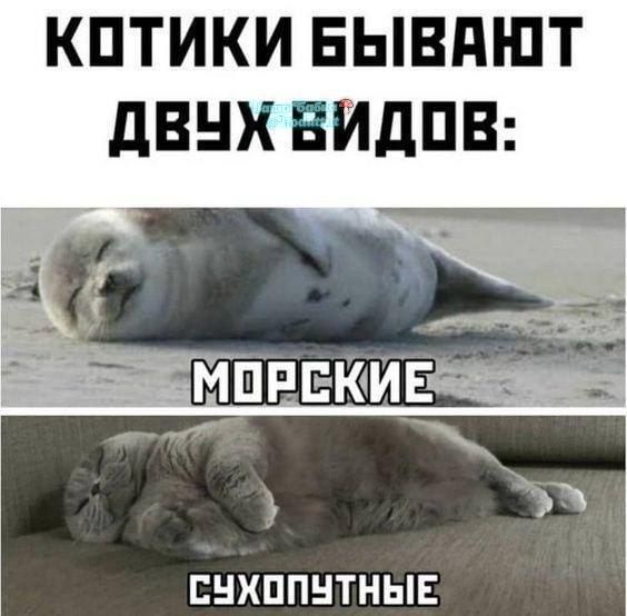 КОТИКИ БЫВАЮТ ДВУЧХ ВИДОВ СУХОПУТНЫЕ