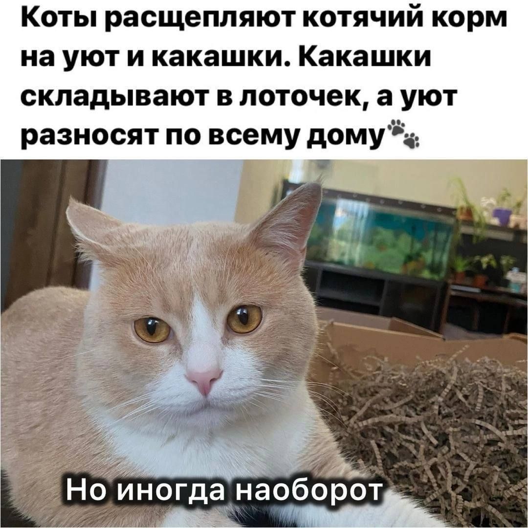 Коты расщепляют котячий корм на уют и какашки Какашки складывают в лоточек а уют разносят по всему дом ы