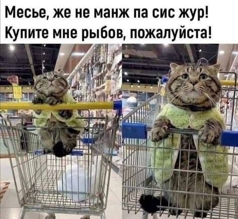 Месье же не манж па сис жур Купите мне рыбов пожалуйста