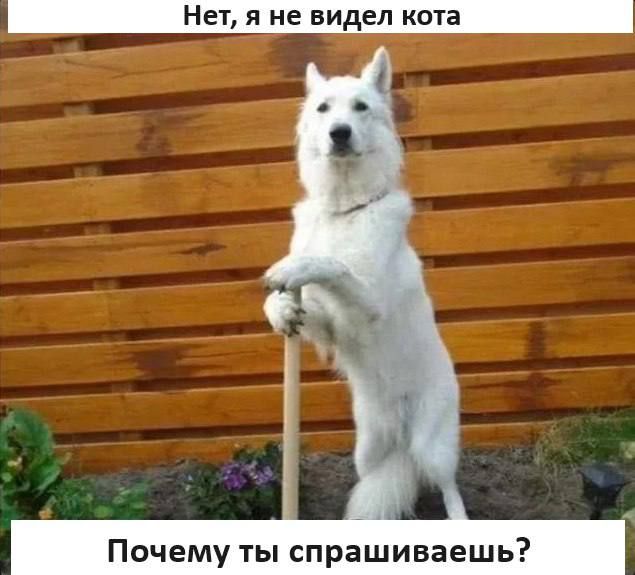 Нет я не видел кота Почему ты спрашиваешь