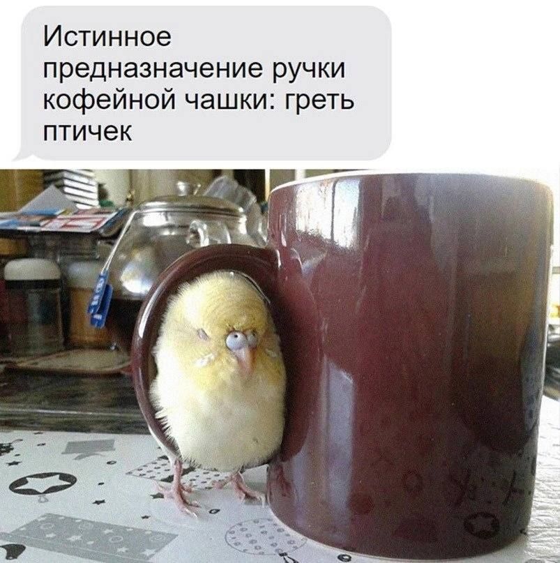 Истинное предназначение ручки кофейной чашки греть птичек