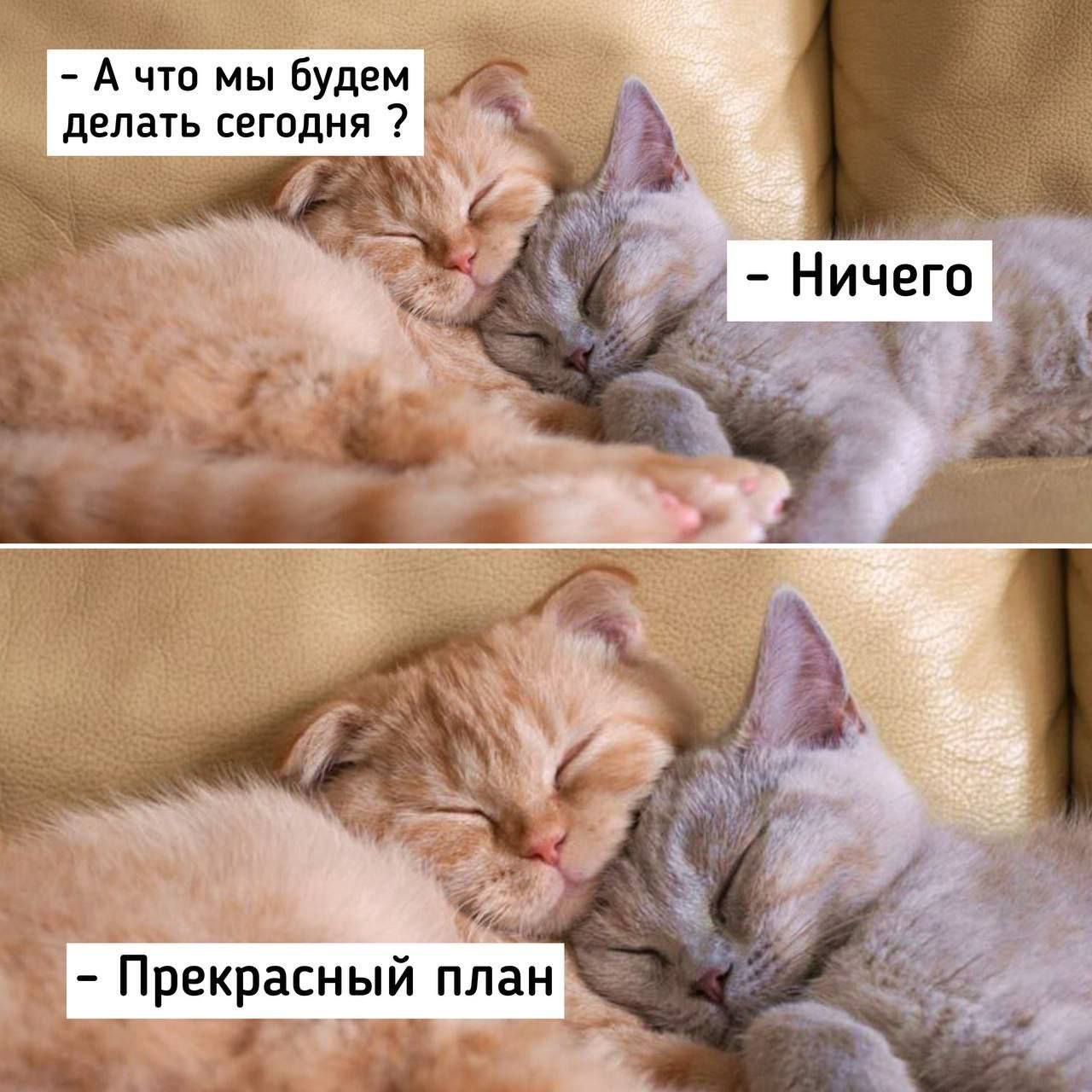 А что мы будем делать сегодня ?
- Ничего
- Прекрасный план