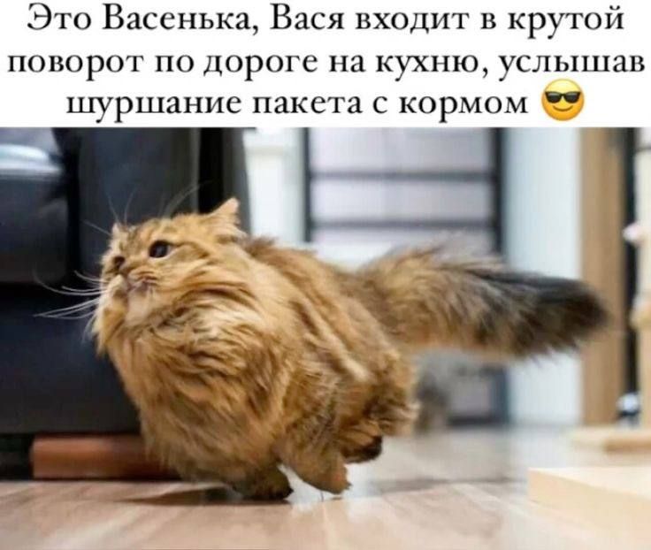 Это Васенька, Вася входит в крутой поворот по дороге на кухню, услышав шуршание пакета с кормом 😎