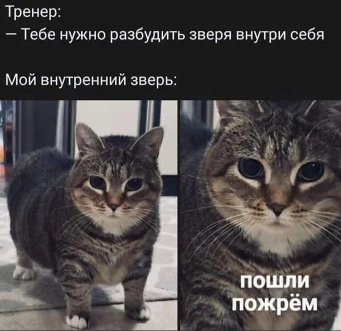 Тренер:
— Тебе нужно разбудить зверя внутри себя
Мой внутренний зверь:
пошли пожрём
