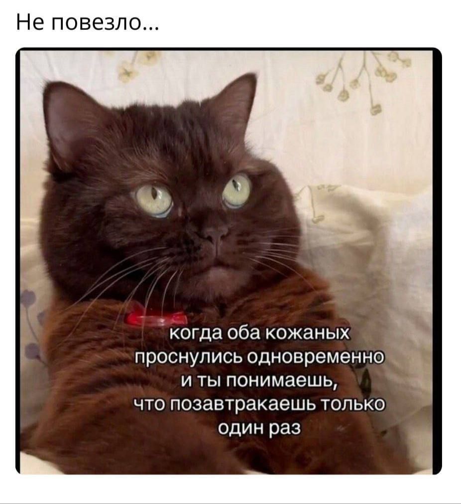 Не повезло...

Когда оба кожаных проснулись одновременно и ты понимаешь, что позавтракаешь только один раз.