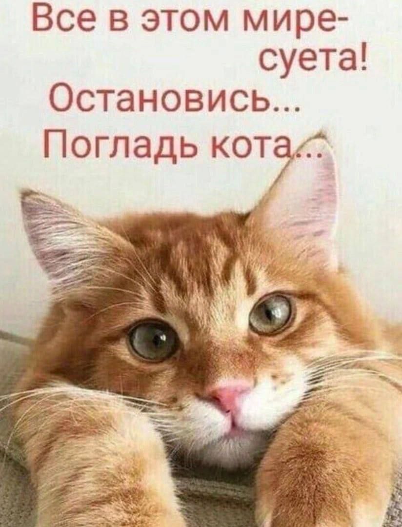 Все в этом мире-суета! Остановись... Погладь кота...