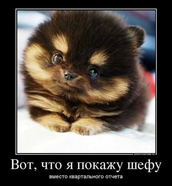 Вот, что я покажу шефу
вместо квартального отчета