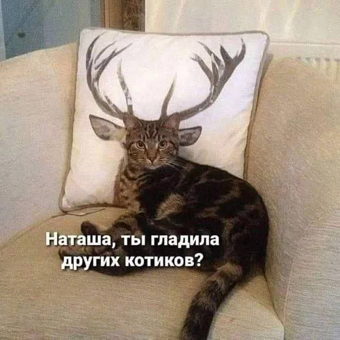 Наташа, ты гладила других котиков?