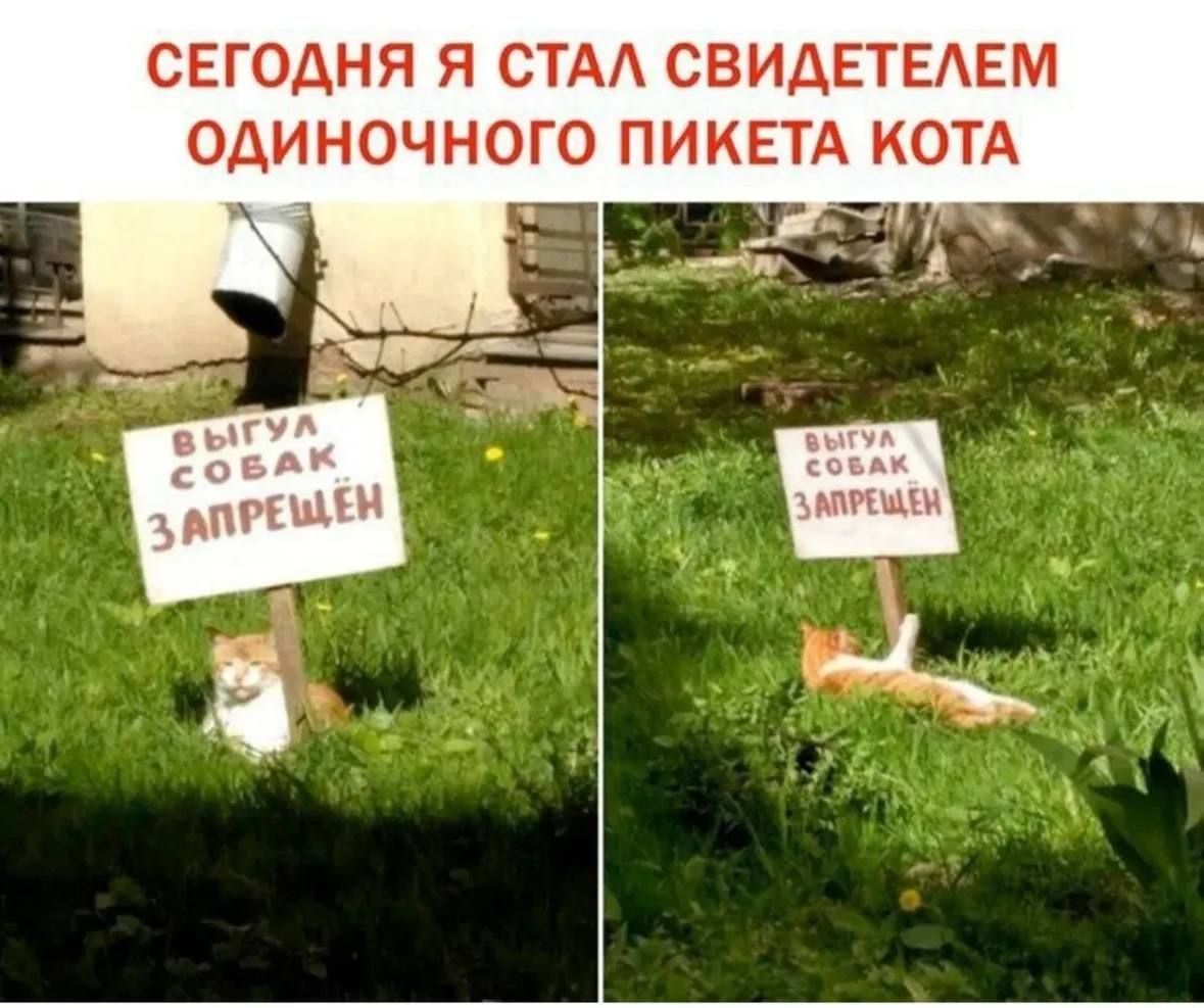 СЕГОДНЯ Я СТАЛ СВИДЕТЕЛЕМ ОДИНОЧНОГО ПИКЕТА КОТА
ВЫГУЛ СОБАК ЗАПРЕЩЁН