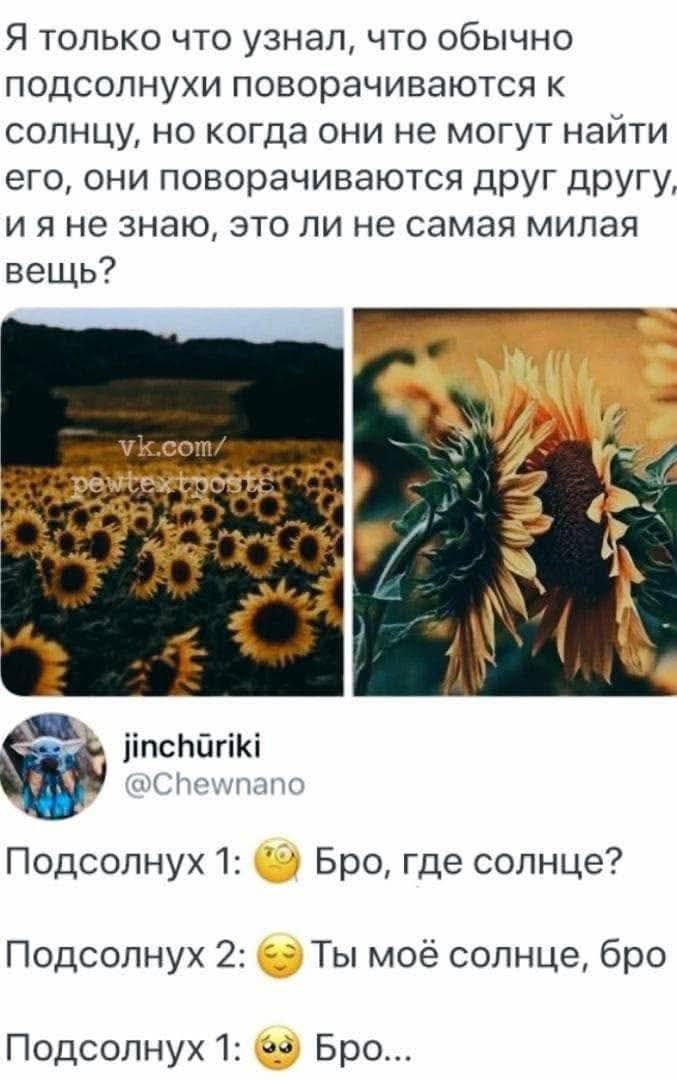 Я только что узнал, что обычно подсолнухи поворачиваются к солнцу, но когда они не могут найти его, они поворачиваются друг другу, и я не знаю, это ли не самая милая вещь?

Подсолнух 1: 🤔 Бро, где солнце?
Подсолнух 2: 🥰 Ты моё солнце, бро
Подсолнух 1: 😳 Бро...