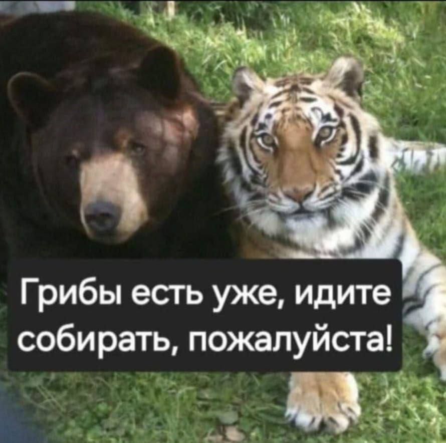 Грибы есть уже, идите собирать, пожалуйста!