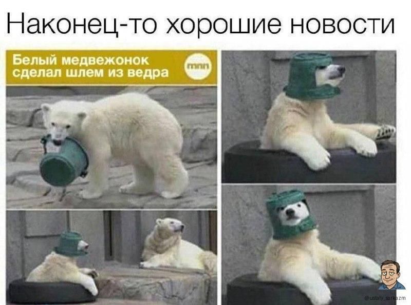 Наконец-то хорошие новости
Белый медвежонок сделал шлем из ведра