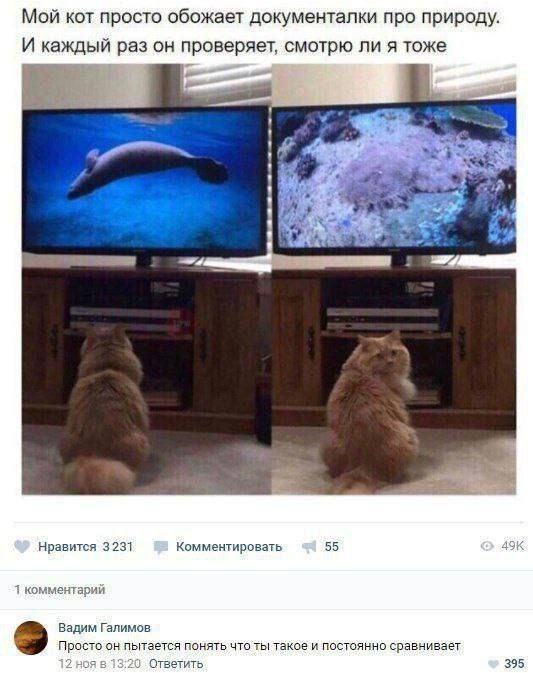 Мой кот просто обожает документалки про природу. И каждый раз он проверяет, смотрю ли я тоже.