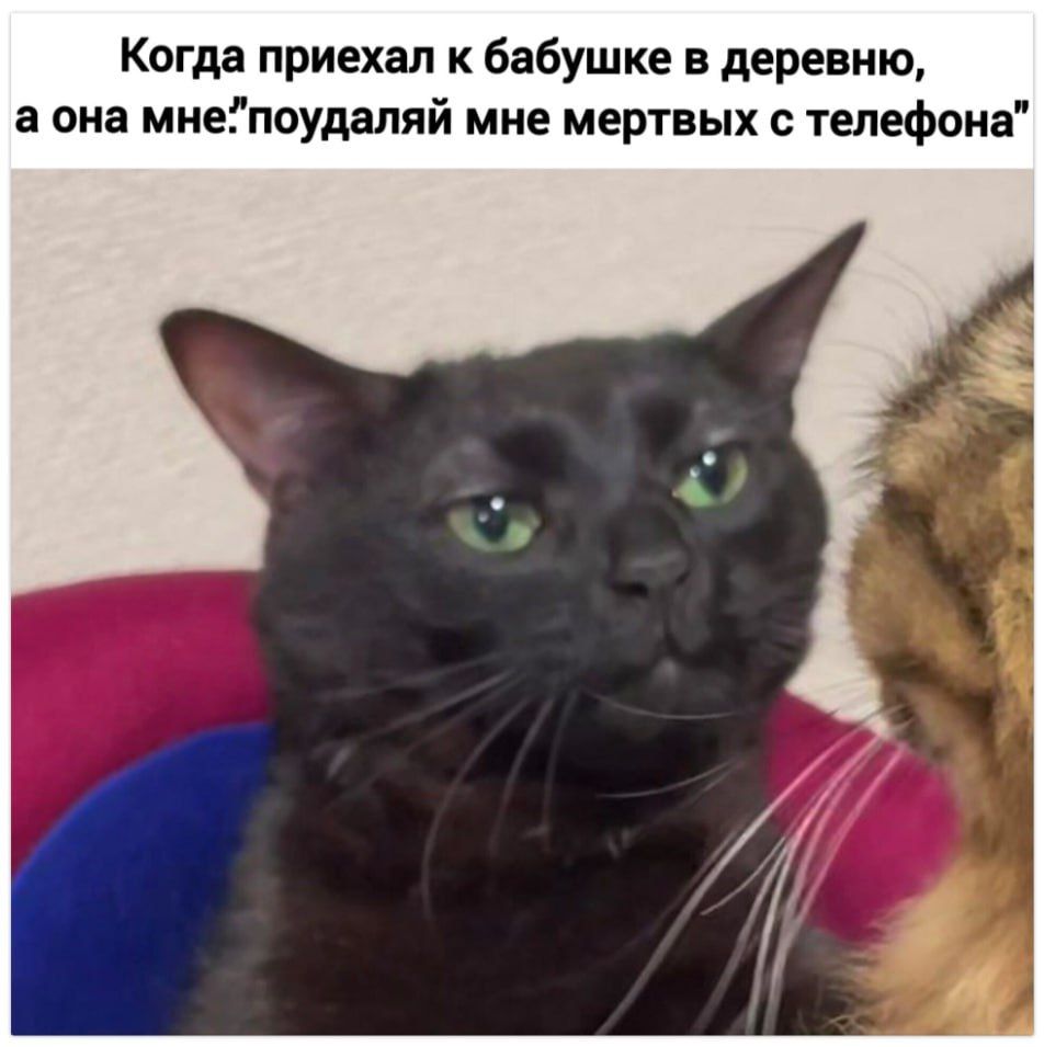 Когда приехал к бабушке в деревню, а она мне: 